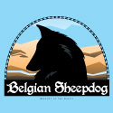 Big Sky Belgian Sheepdog